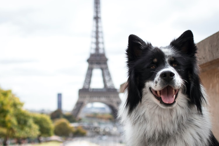 Bientôt un permis pour adopter un animal de compagnie ?